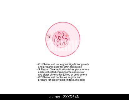 Interphase, Abbildung. Während der Interphase wächst die Zelle und die nukleäre DNA (Desoxyribonukleinsäure) wird dupliziert. Einzelne Chromosomen sind nicht sichtbar und das Chromatin erscheint diffus und unorganisiert. Stockfoto