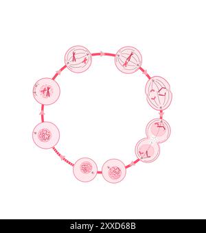 Mitose, Illustration. Mitose ist der Prozess, bei dem eine Zelle ihre Chromosomen repliziert und sie dann trennt, wobei zwei identische Kerne zur Vorbereitung der Zellteilung entstehen. Stockfoto