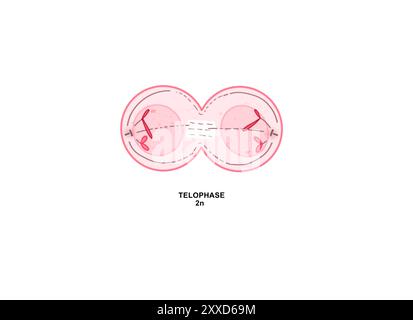 Telophase der Mitose, Illustration. Telophase ist die fünfte und letzte Phase der Mitose, der Prozess, der das im Zellkern einer Mutterzelle enthaltene duplizierte genetische Material in zwei identische Tochterzellen trennt. Stockfoto