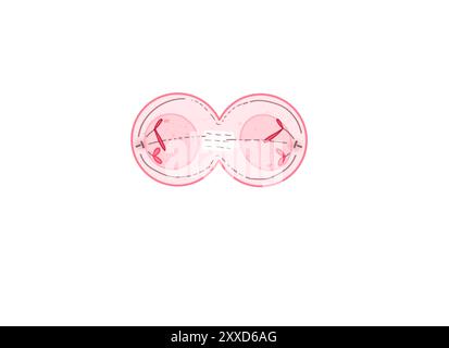 Telophase, Illustration. Telophase ist die fünfte und letzte Phase der Mitose, der Prozess, der das im Zellkern einer Mutterzelle enthaltene duplizierte genetische Material in zwei identische Tochterzellen trennt. Stockfoto