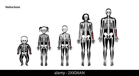 Radius Knochenanatomie, Abbildung. Stockfoto