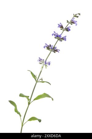 Künstlerische Nahaufnahme von Salbei (Salvia officinalis) Heilpflanzenblüten, kleine lila Blüten, isoliert auf weiß Stockfoto