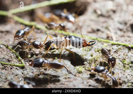 Sicherheitssoldaten-Termiten mit Arbeitertermiten auf dem Waldboden in Saraburi thailand. Oberer Freiheitsgrad Stockfoto