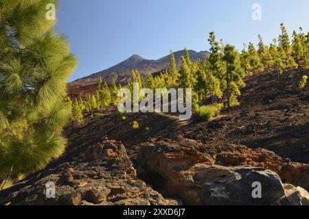 Landschaft mit Pico del Teide, Pico Viejo und kanarischen Kiefern, Blick von Mirador Samara, Teide Nationalpark, Teneriffa, Kanarischen Inseln, Spanien, Eu Stockfoto