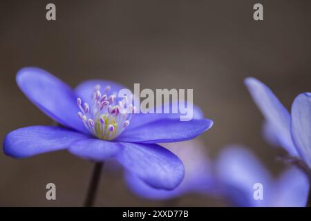 Nahaufnahme von Hepatica oder Leberblümchen im Frühjahr Stockfoto