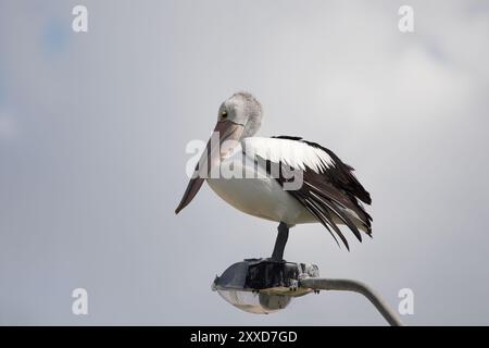 Pelican (Pelecanus conspicillatus) mit Brillengläser in Nelson Bay (Australien), australischer Pelican (Pelecanus conspicillatus) Sittin Stockfoto