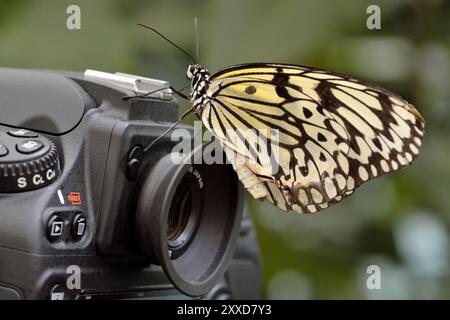 Weiße Baumnymphe sitzt auf der Kamera Stockfoto