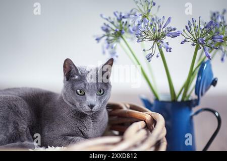 Russische blaue Pedigree Katze entspannt in Korb mit Blumen Stockfoto