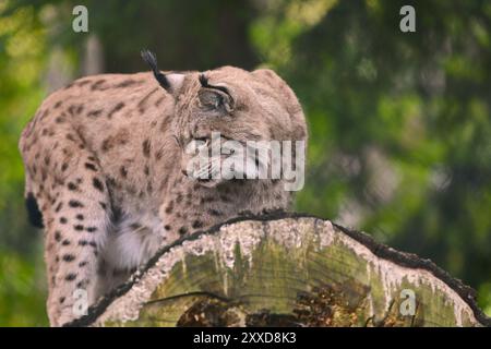 Eurasischer Luchs (Lynx Luchs), eurasischer Luchs, auch nördlicher Luchs, auf einem Baumstamm stehend, Bayerischer Wald, Bayern, Deutschland, Europa Stockfoto