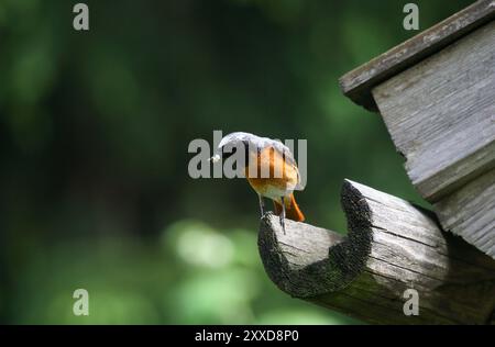 (Phoenicurus phoenicurus) Stockfoto