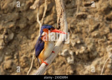 Malachit-Eisvogel (Alcedo cristata) im Okavango-Delta, Botswana. Malachiteisenfischer im Okavango-Delta, Botswana, Afrika Stockfoto