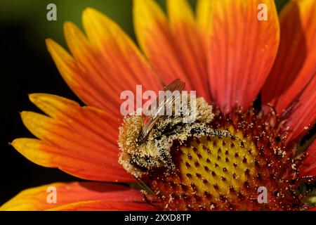 Kokarde Blüte mit Hummel Stockfoto