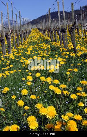 Löwenzahn Stockfoto