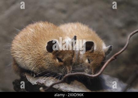 Die goldene Stachelmaus (Acomys russatus) zählt innerhalb der Ordnung Rodentia zur Unterfamilie der echten alten Welt-Ratten (Murinae), der goldenen Stachelmaus (AC Stockfoto