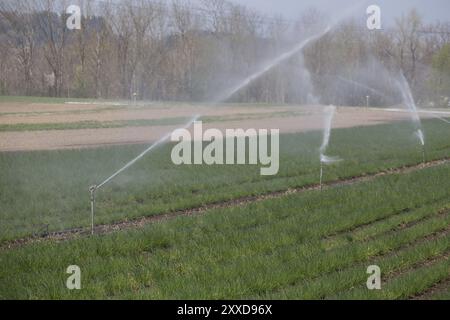 Bewässerungsanlagen für die Landwirtschaft Feld, Sommertag, Boden Stockfoto