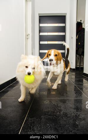 Zwei Hunde laufen drinnen und spielen zusammen mit Hund Hintergrund Stockfoto