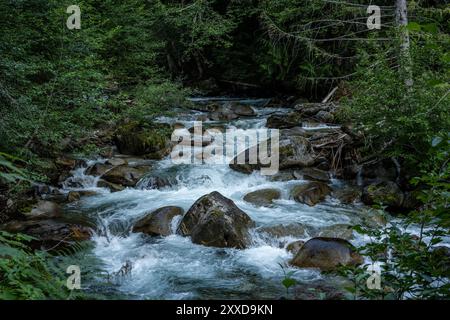 Der Panther Creek stürzt durch den Thick Forest über große Felsbrocken im North Cascades National Park Stockfoto