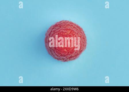 Eine reife aromatische Himbeere auf blauem Hintergrund. Ansicht von oberem Makro Stockfoto