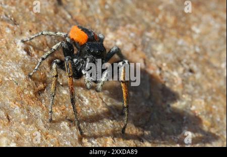 Springspinne mit goldenen Augen Stockfoto