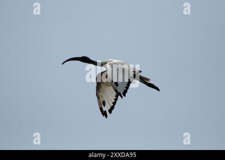 Afrikanischer heiliger Ibis (Threskiornis aethiopicus) am Ufer des Okavango River, Botswana. Heiliges Ibis im Okavango Delta, Botswana, Afrika Stockfoto