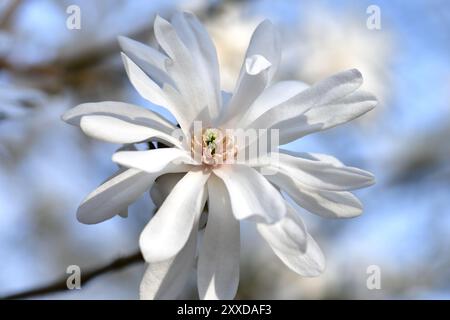 Sternmagnolie „Powder Puff“ (Magnolia stellata), weiß, Einzelblüte, Deutschland, Europa Stockfoto