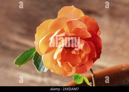Eine Nahaufnahme einer Blüte rosa Rose auf einem verschwommenen Hintergrund mit einem Platz für Text, selektiven Fokus Stockfoto