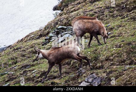 Gämse Stockfoto