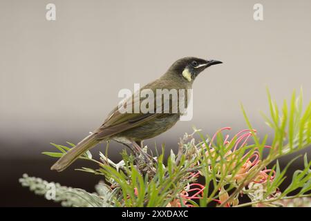 Lewin's Honeyeater (Meliphaga lewinii) im Lamington National Park, Queensland, Australien. Lewin's Honeyeater (Meliphaga lewinii) im Lamington Stockfoto