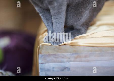 Die Katze sitzt auf einer Golddecke Stockfoto