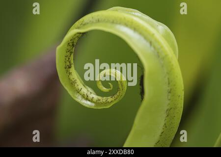 Farn Blatt Nahaufnahme Makroaufnahme Stockfoto