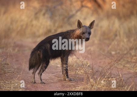 Die schwarze Hyäne (Parahyaena brunnea oder Hyaena brunnea) ist im Grasland Namibias, Afrika, zu sehen Stockfoto