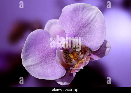 Purple phalaenopsis amabilis Orchideenblüten-Nahaufnahme. Natur-Makrofotografie Stockfoto