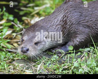 Der eurasische europäische Otter ist ein Marder, der an das aquatische Leben angepasst ist und einer der besten Schwimmer unter Landräubern ist, der eurasische Otter, auch bekannt als Stockfoto