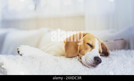 Beagle Hund warten für Eigentümer, der Schlaf. Geduldig wartend auf einer Couch Stockfoto