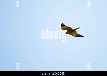 Marsh Harrier im Flug Stockfoto