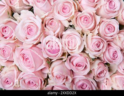 Rosa Rosen Stockfoto