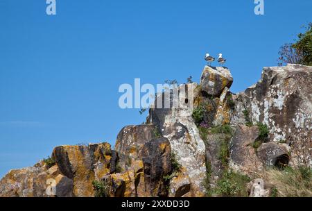 Zwei Möwen sitzen auf einer Klippe an der bretonischen Küste Stockfoto