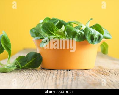 Frische organische Feldsalat in einem rustikalen Keramik Schüssel auf einem hölzernen Küchentisch, gesundes Essen Stockfoto