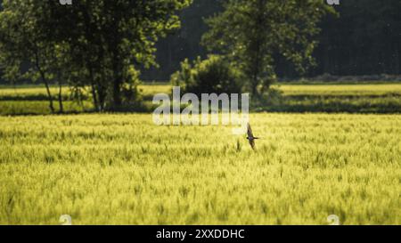 Vogel fliegt über ein Feld von Weizen in Österreich Stockfoto