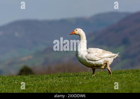 Weiße Hausgans spazieren auf grüner Wiese mit Bergen im Hintergrund. Stockfoto