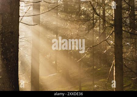 Magische Tiefe nebligen Herbst Wald. Park. Schöne Szene Misty alten Wald mit Sonne, Schatten und Nebel. Malerische Landschaft Stockfoto