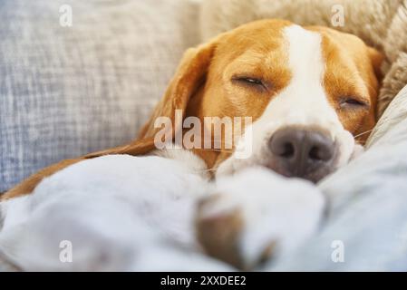 Hund auf einem Sofa in Lustig darstellen. Beagle müde schlafen auf der Couch. Hintergrund Stockfoto