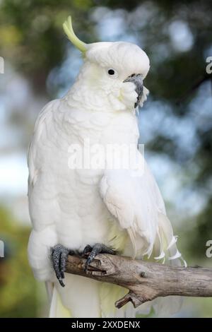 Gelbkäppiger Cockatoo (Cacatua galerita) in Australien. Schwefelkrempelkakatoo (Cacatua galerita) in Australien Stockfoto