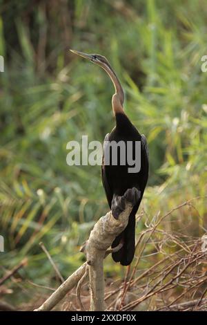 Afrikanischer Darter (Anhinga melanogaster rufa) im Okavango-Delta, Botswana, Afrika Stockfoto