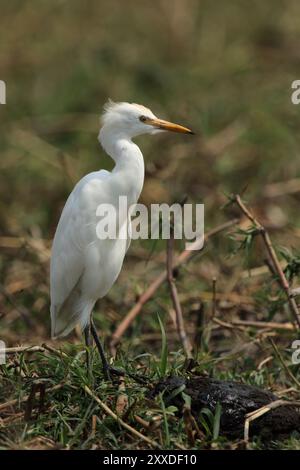 Gelbschnabelreiher (Ardea intermedia) am Ufer des Okavango River, Botswana. Gelbschnabelreiher (auch bekannt als Mittelreiher) an den Ufern Stockfoto