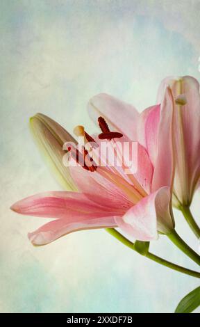 Rosafarbene Lilien im Retro-Illustration-Look Stockfoto