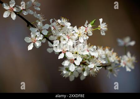 Blüten auf einem wilden Kirschbaum im Frühjahr Stockfoto