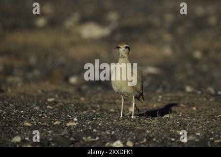 Rennvogel (Cursorius Cursor), Halbwüste, Fuerteventura, Spanien, Europa Stockfoto