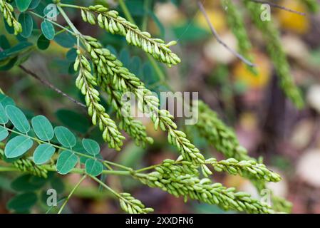 Desert Falschindigo, Amorpha fruticosa Früchte und Blätter Nahaufnahme selektiver Fokus Stockfoto