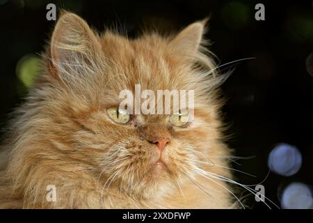 Perserkatze Stockfoto